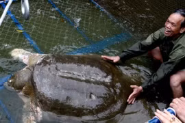 Cận cảnh loài rùa dị thường nhất thế giới, có thể thở qua da 