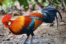 Sửng sốt loài gà hoang dã, kỳ bí nhất Việt Nam