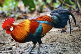 Sửng sốt loài gà hoang dã, kỳ bí nhất Việt Nam