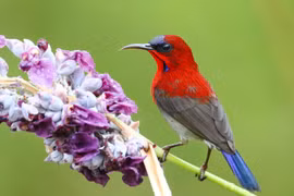 Chim hút mật Việt Nam sở hữu chiếc lưỡi 'độc lạ gây sốc