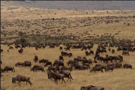 Hiện tượng khó tin ở công viên quốc gia nổi tiếng nhất châu Phi 