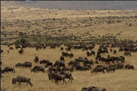 Hiện tượng khó tin ở công viên quốc gia nổi tiếng nhất châu Phi 