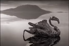  Kỳ dị “hồ máu” biến động vật thành tượng đá ở châu Phi