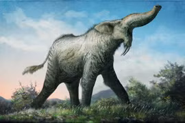 Ngắm loài voi tiền sử dị hợm nhất từng tồn tại