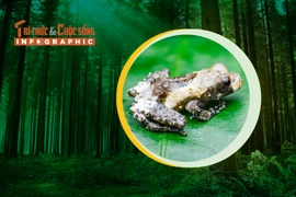 INFGRAPHIC: Loài nhái giống... phân chim trong rừng Việt Nam