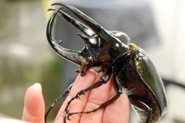 Sửng sốt bọ hung ba sừng mạnh nhất hành tinh tại Việt Nam