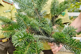 Bất ngờ phát hiện quần thể Vân sam cực hiếm ở núi Bát Xát