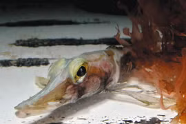 Loài cá có máu trong suốt, tồn tại giữa đại dương băng giá Nam Cực