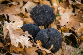 Sinh vật có mùi hương mê hoặc triệu người, giá đắt hơn cả vàng 