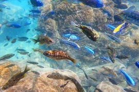 'Thế giới dưới nước' kỳ diệu ở hồ nước ngọt có 1-0-2 của châu Chi 