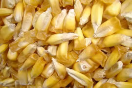 Tiết lộ đáng kinh ngạc về nguồn gốc 9.000 năm của cây ngô