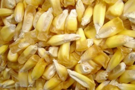 Tiết lộ đáng kinh ngạc về nguồn gốc 9.000 năm của cây ngô