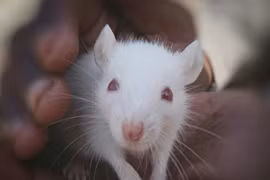 Vì sao chuột bạch là 'ứng viên số 1' của nghiên cứu khoa học?