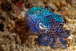 Loài mực tí hon phát sáng rực rỡ giữa bóng tối đại dương