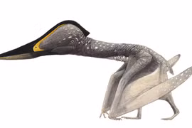 Tận mục loài thằn lằn bay có mỏ cực dị, sải cánh rộng 3 mét 