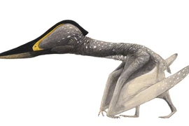 Tận mục loài thằn lằn bay có mỏ cực dị, sải cánh rộng 3 mét 