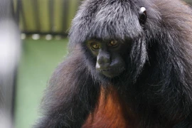 Khỉ đầu đen dị thường chỉ có ở rừng rậm Amazon