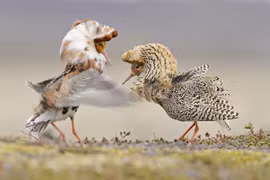 Loài chim hiếu chiến có tập tính sinh sản kỳ lạ nhất thế giới 