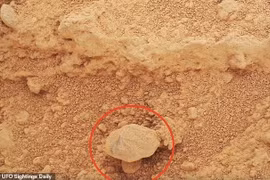 Sốc với "cây nấm" vừa được phát hiện trên bề mặt sao Hỏa