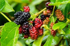 Sự thật bất ngờ về cây dâu tằm, 'Thần dược' Đông y, trụ cột tơ lụa ngàn năm