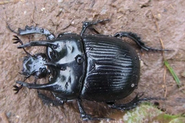 Hình thù đáng sợ của bọ hung quái vật, ám ảnh người nhìn