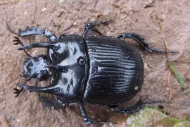 Hình thù đáng sợ của bọ hung quái vật, ám ảnh người nhìn