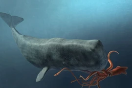 Loài vật có mắt to nhất hành tinh, đường kính lên đến 30 cm 