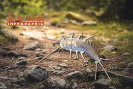 [INFOGRAPHIC]: “hóa thạch sống” nhà nào Việt Nam cũng có