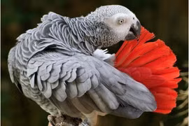 Tiết lộ sốc về loài chim thông minh nhất thế giới, nhận thức ngang trẻ 5 tuổi