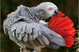 Tiết lộ sốc về loài chim thông minh nhất thế giới, nhận thức ngang trẻ 5 tuổi