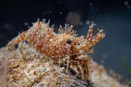 Cận cảnh loài tôm sở hữu hoa văn đẹp nhất thế giới