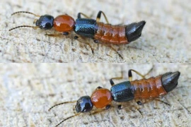 Tiết lộ sốc về loài bọ cánh cứng nguy hiểm nhất Việt Nam 