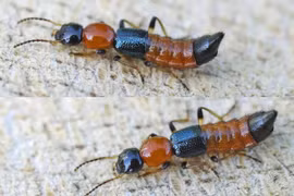 Tiết lộ sốc về loài bọ cánh cứng nguy hiểm nhất Việt Nam 