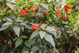 Bí mật thú vị loài hoa trồng làm hàng rào quen thuộc ở Việt Nam