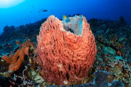 Cận cảnh sinh vật khổng lồ được ví như 'chiếc chum sống' của đại dương