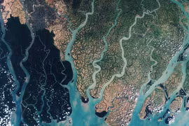 Điều kỳ thú ở khu rừng ngập mặn lớn nhất hành tinh