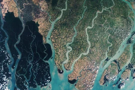 Điều kỳ thú ở khu rừng ngập mặn lớn nhất hành tinh