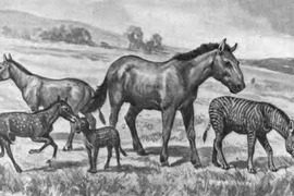 Sự thật khó tin về tổ tiên của loài ngựa