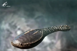 Sinh vật bọc giáp nửa tỉ tuổi phơi bày bí ẩn tiến hóa