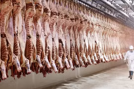 Các nước kiểm định thịt động vật nghiêm ngặt thế nào?