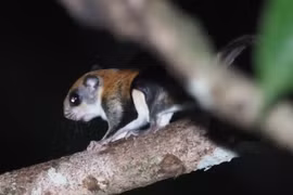 Sự thật kỳ thú về loài sóc bay lớn của Việt Nam 