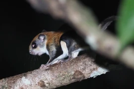 Sự thật kỳ thú về loài sóc bay lớn của Việt Nam 