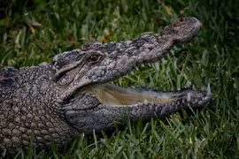 Tận mục loài cá sấu nước ngọt đặc biệt quý hiếm của Việt Nam 