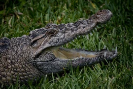 Tận mục loài cá sấu nước ngọt đặc biệt quý hiếm của Việt Nam 
