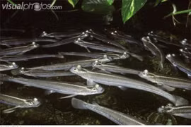 Kỳ lạ loài cá bốn mắt, nhìn được cùng lúc hai thế giới