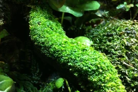 Giật mình sự thật về loài thực vật được coi là 'kẻ tiên phong' của Trái Đất