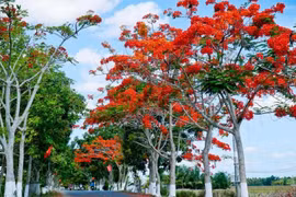 Hành trình kỳ thú của cây phượng vĩ: Từ rừng Madagascar đến sân trường Việt