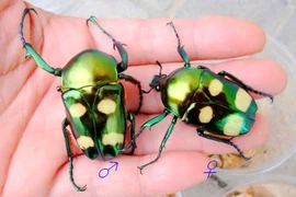 Cận cảnh loài bọ cánh cứng đẹp nhất Việt Nam 