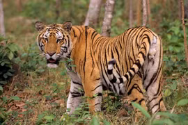 Bí ẩn loài hổ Đông Dương từng thống trị rừng Việt Nam