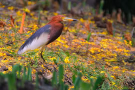 Tận mục loài chim 'hiện thân của thần rượu chè', Việt Nam có nhiều 